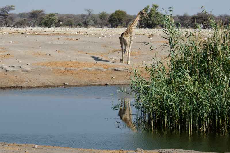134 - Namibia - jirafa - parque nacional de Etosha